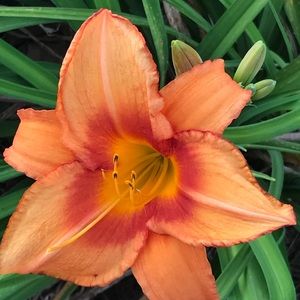 Meet your Posher, Marcella